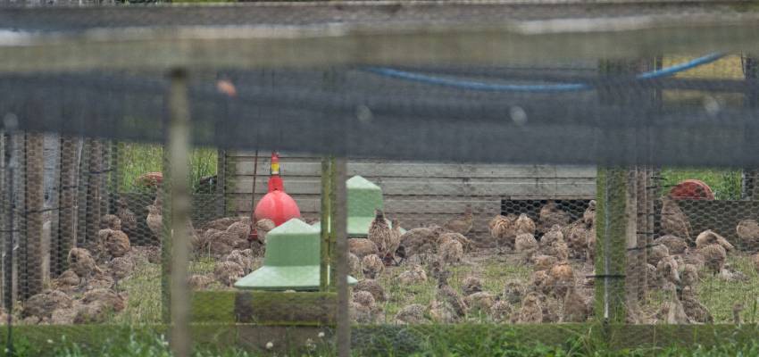 
Animal & Farm Security Fencing Applications